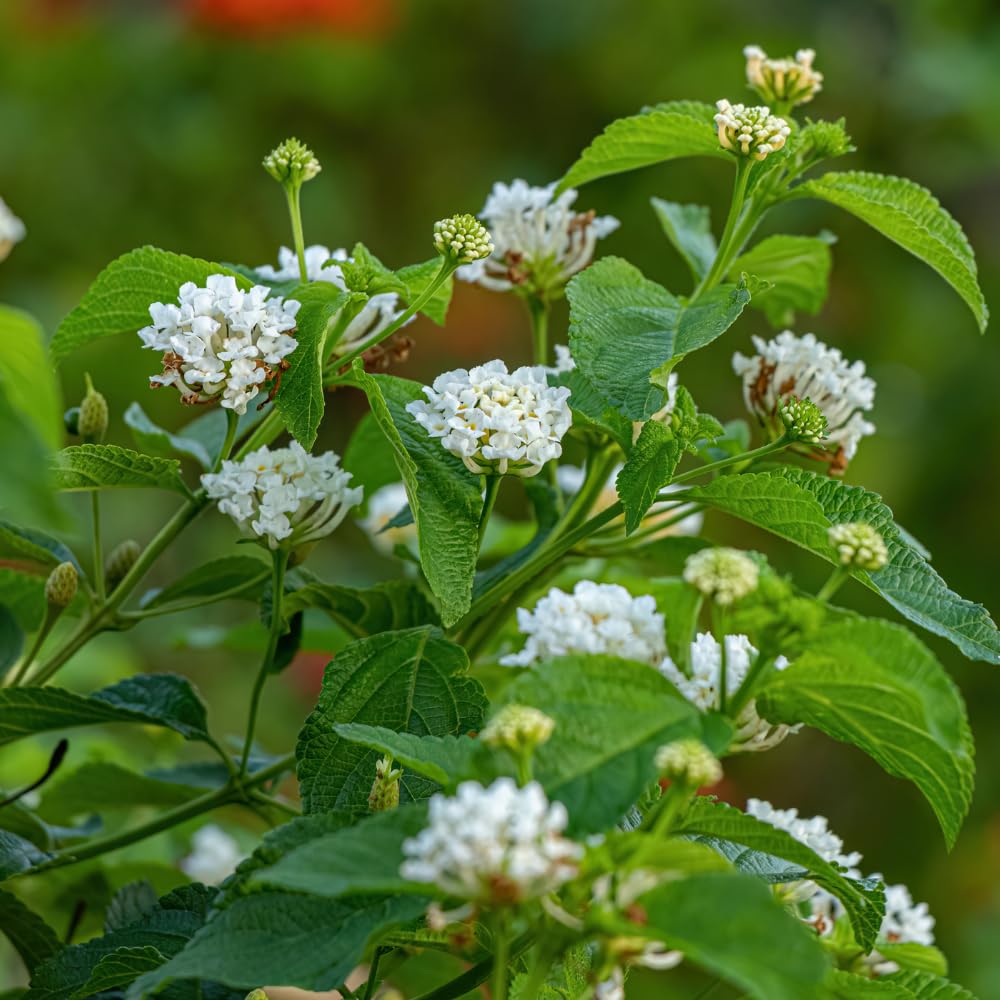 Pack 2 Lantana Live Plants for Planting, Hardy Perennial Lantana Bushes Well Rooted 4-7 Inches, Assorted Blooms (White Flowers)