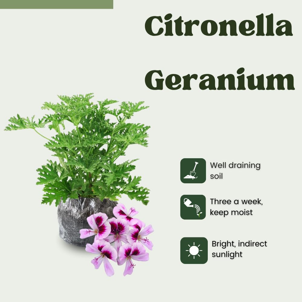3 Citronella Plants, Live Citronella Geranium Plants 4-7 Inch, Perennial Fragrant Herbs, Container and Garden Planting