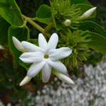 Set of 3 Jasmine Plant Indoor Live, from 5 to 7 Inches Tall, Jasmine Flower Plant Inside Outside
