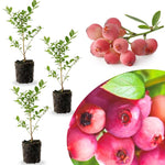 3 Large Sweet Fruit Southern Highbush Blueberry Bushes Seedlings, High-Yield Blueberry Trees Live Plants, 6 Months Old, Starter 3-6" in Tall, Cold Hardy Zones 4-7