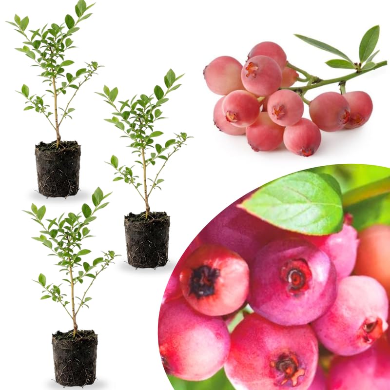 3 Large Sweet Fruit Southern Highbush Blueberry Bushes Seedlings, High-Yield Blueberry Trees Live Plants, 6 Months Old, Starter 3-6" in Tall, Cold Hardy Zones 4-7