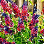 Mixed Butterfly Bush Buddleia Butterfly Plant Live, 4-9" Tall Well-Rooted for Outdoor Gardens, Perennial Shrub, No Pot