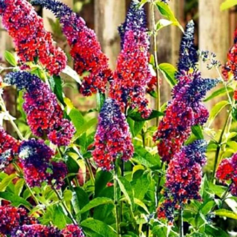 Mixed Butterfly Bush Buddleia Butterfly Plant Live, 4-9" Tall Well-Rooted for Outdoor Gardens, Perennial Shrub, No Pot