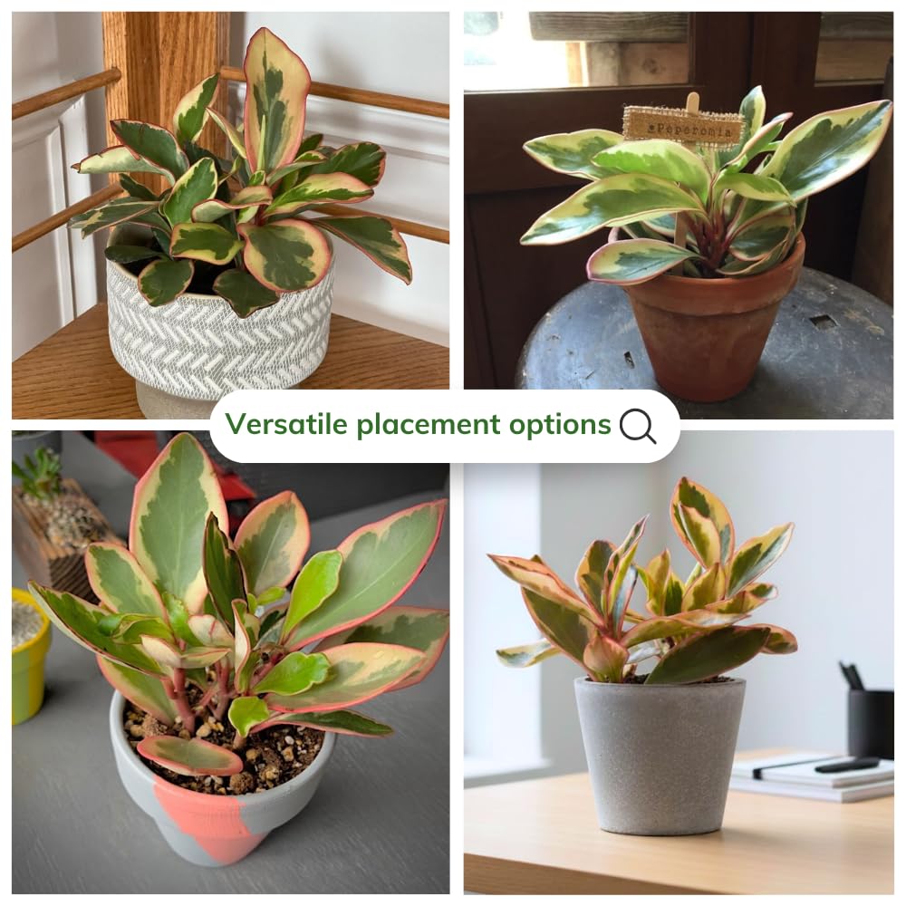 Peperomia Plant Live, Peperomia Houseplant Live, Tricolor Foliage, 4 to 6 Inches Tall, Ideal for Home and Office Decoration