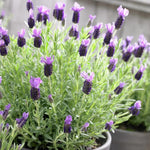 4 Lavender Plants Live Flower Indoor Outdoor, Lavandula Perennial Plants, Well Rooted 4-8" Tall, No Pot (Spanish Lavender)
