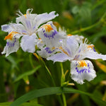 3 Walking Iris Plant Roots, 4-6 Inch White Flower Plant, Live Iris Plants Roots for Outdoor Garden and Containers, Easy Care Perennial, No Pot