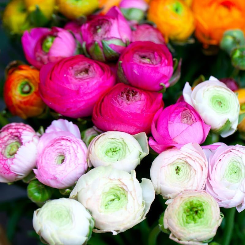 25 Ranunculus Bulbs for Spring Planting, Perennial Flowers Bulbs for Gardens, Vibrant Peony Buttercup Corms for Outdoor Borders (Mix Ranunculus)