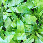 Fern Plant Live for Garden Indoor Outdoor, 5 to 7 Inc Tall, Ground Cover Plant