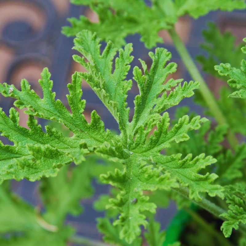 2 Citronella Plants Live, Live Citronella Plant Indoor Outdoor, Citronella Indoor Plant, Citronella Starter Plant Indoor Outdoor, Gardening Growing