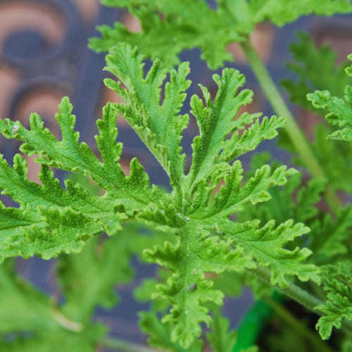 2 Citronella Plants Live, Live Citronella Plant Indoor Outdoor, Citronella Indoor Plant, Citronella Starter Plant Indoor Outdoor, Gardening Growing