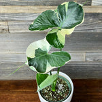 Colocasia Live Plant, 4-8'' Tall, Elephant Ear Plant, Esculenta Taro Alocasia Housplant, Indoor Outdoor Planting (White Variegated)