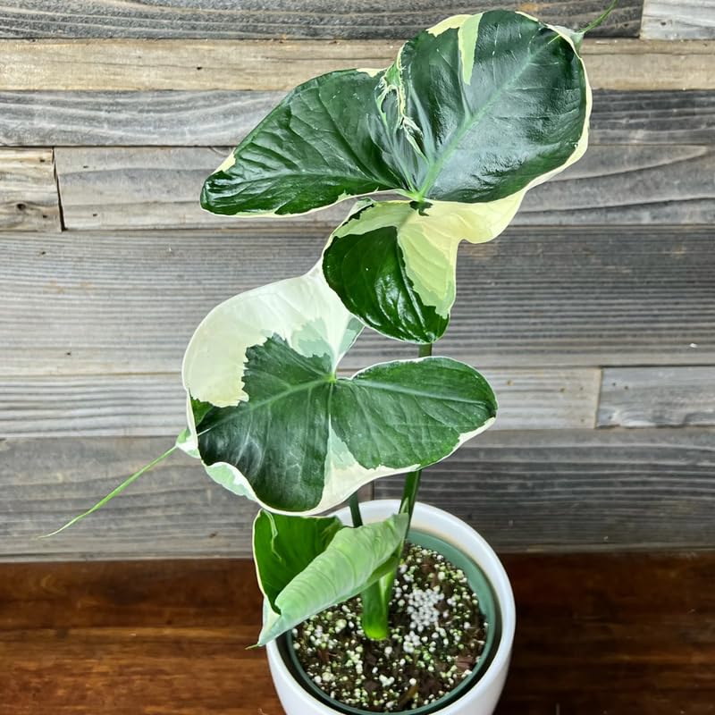 Colocasia Live Plant, 4-8'' Tall, Elephant Ear Plant, Esculenta Taro Alocasia Housplant, Indoor Outdoor Planting (White Variegated)