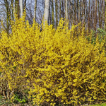 Forsythia Plant Live, 6 to 12 Inches, Lynwood Gold Forsythia Bush Live Plant for Gardening Outdoor