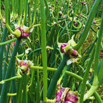Pack 20 Egyptian Walking Onions Bulbs for Planting Outdoors Indoors, Heirloom Onion Bulbs