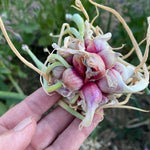 5 Egyptian Walking Onions Plants Live for Planting Outdoors Indoors, Cold Hardy Vegetable Live Plant from 5 Inc Tall