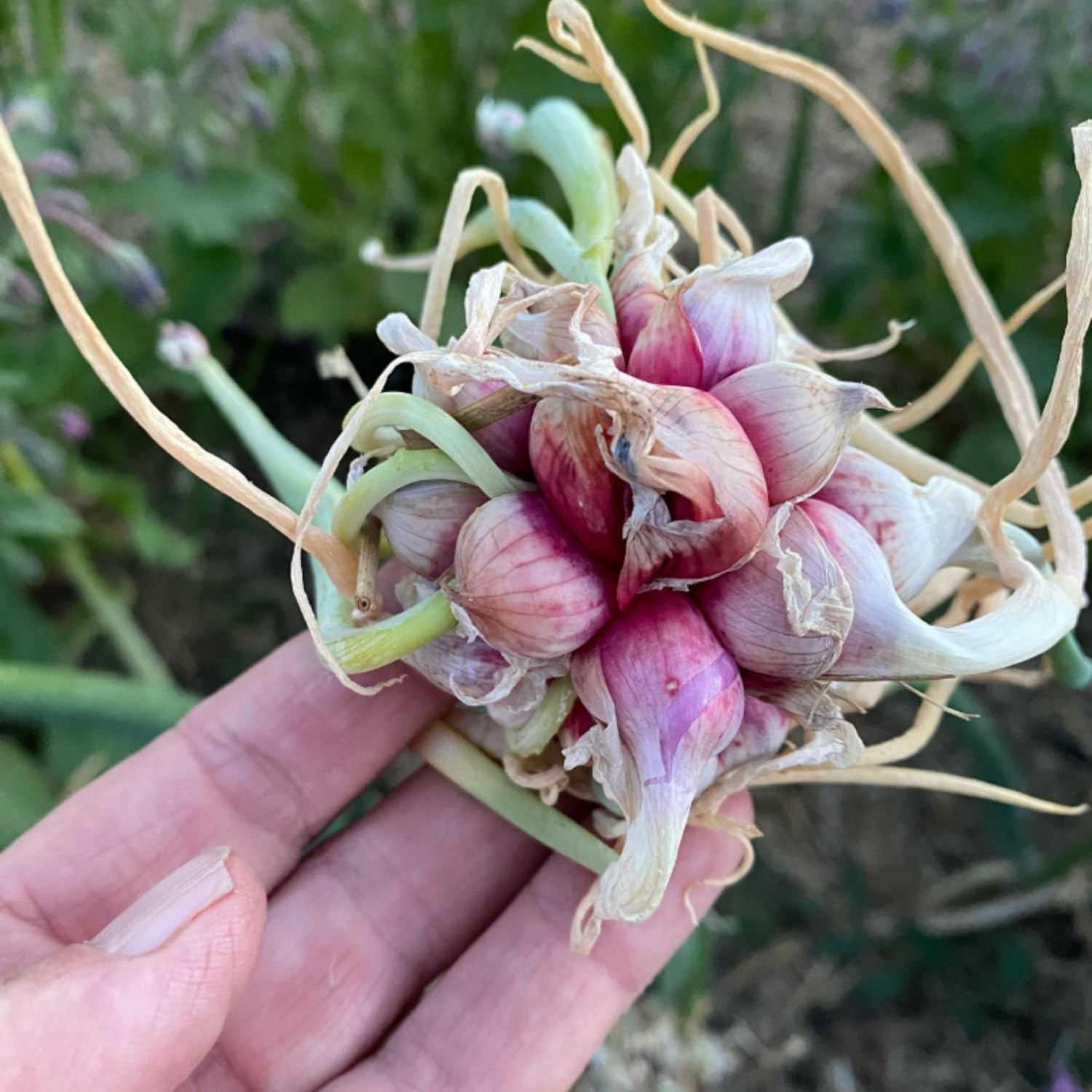 5 Egyptian Walking Onions Plants Live for Planting Outdoors Indoors, Cold Hardy Vegetable Live Plant from 5 Inc Tall