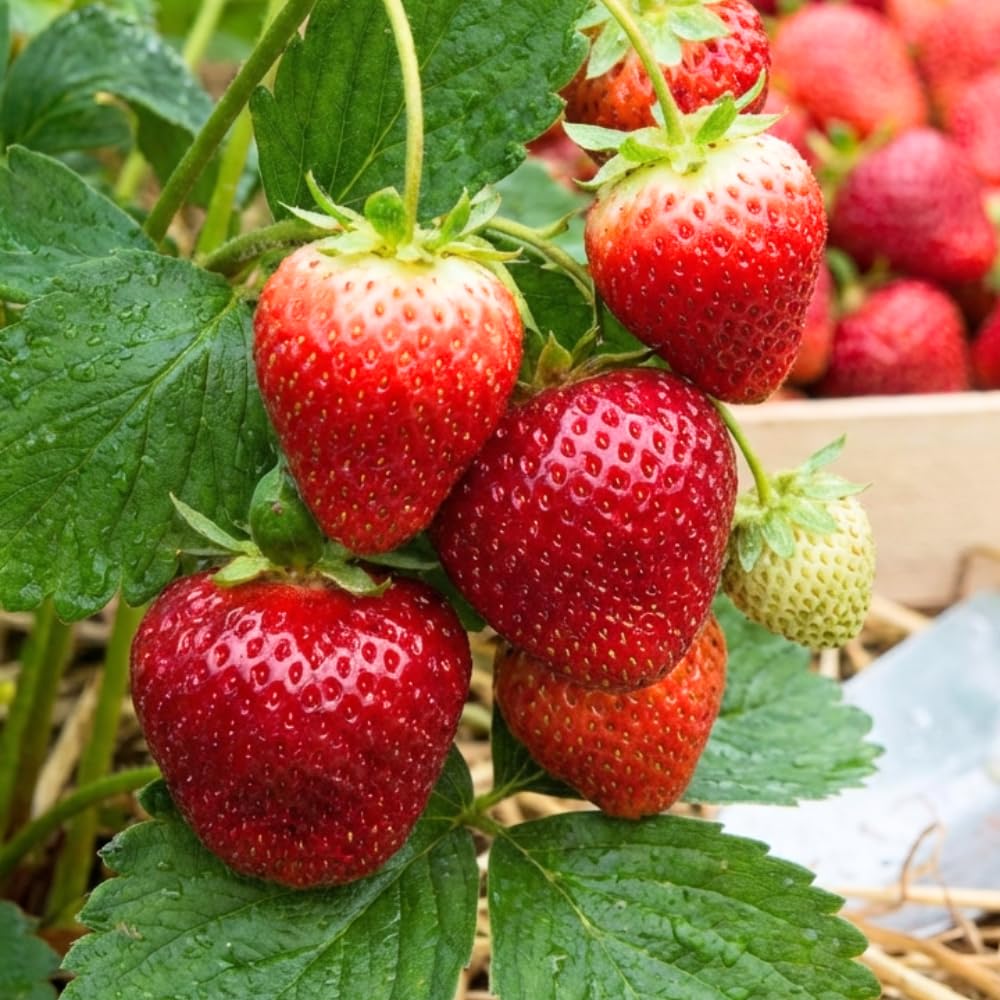 Set 2 Strawberry Live Plant, Sweet Strawberry Seedlings from 4 to 6 Inches Tall, Fragrant Fruit for Outdoor Gardening