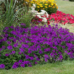 Set 2 Pots Purple Verbena Plants, 4 Inch Pot, 4-6" Tall Perennial Live Verbena Purple Plant for Groundcover, Outdoor Garden