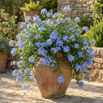 10 Blue Plumbago Cuttings for Planting, Blue Blooming Outdoor Shrub Cuttings, 6-8 Inch Tall