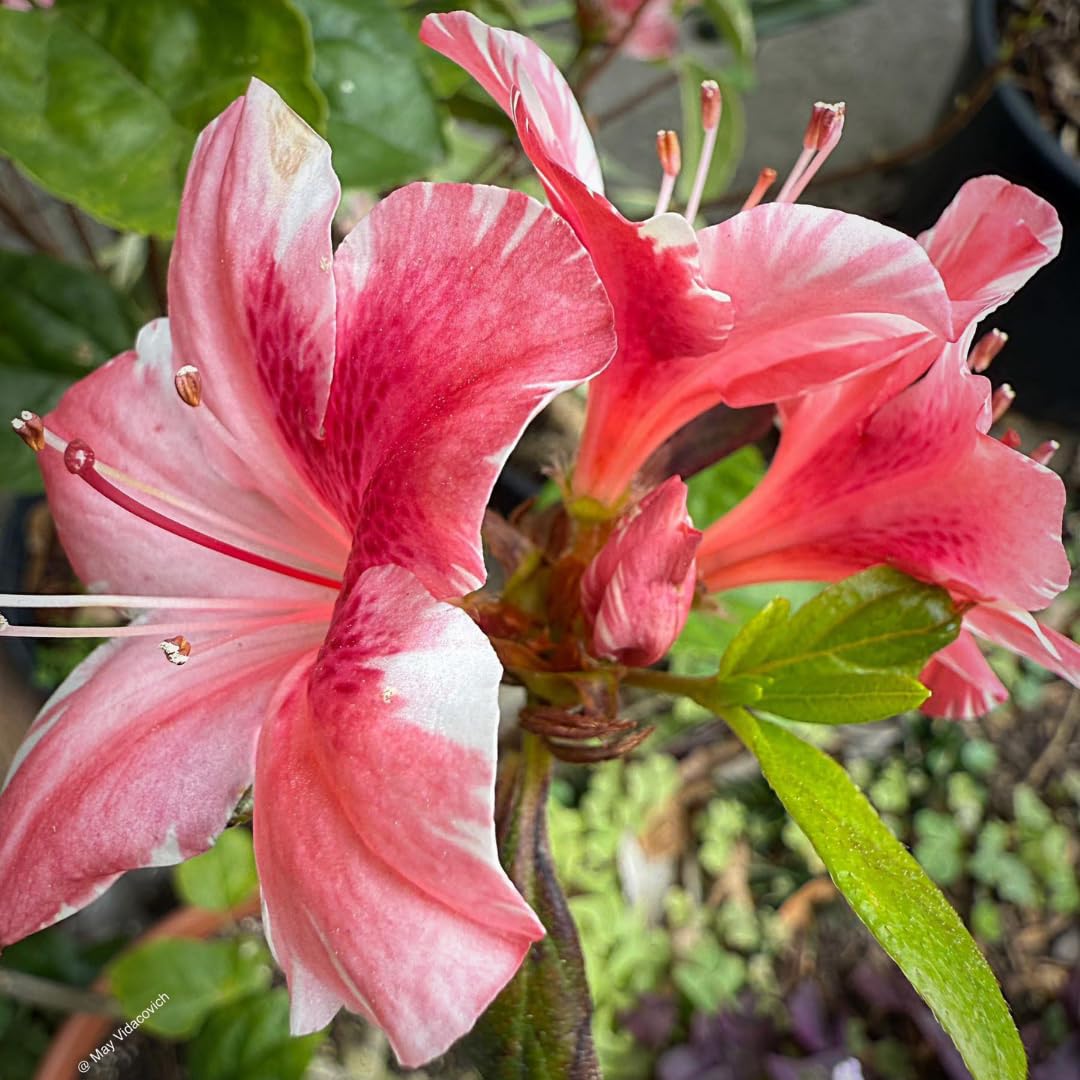2 Pink Dogwood Azalea Rhododendron Plants Live Trees, 5-9" in Tall, Vibrant Bloom, Pink White Color
