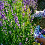 Grosso Lavender Plants Live in 4 Inc Pot, Set 4 Lavandula Violet Lavender Trees Live Plants for Planting Indoor Outdoor, Fragrant Lavender Flowers Perennial