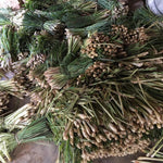 5 Lemongrass Plants for Outside, Lemon Grass Plants for Planting, Indoor Outdoor Herb Rooted Lemongrass Stalks