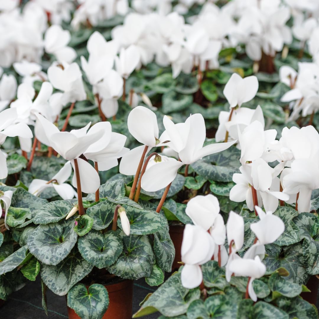White Cyclamen Plant Live, Flowering Houseplant, 4" Pot