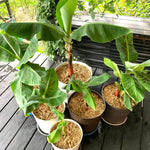 Banana Trees Live Plants from 4 to 6 Inc Long, Tiny Banana Plants Live for Planting Gardening Outdoor Indoor