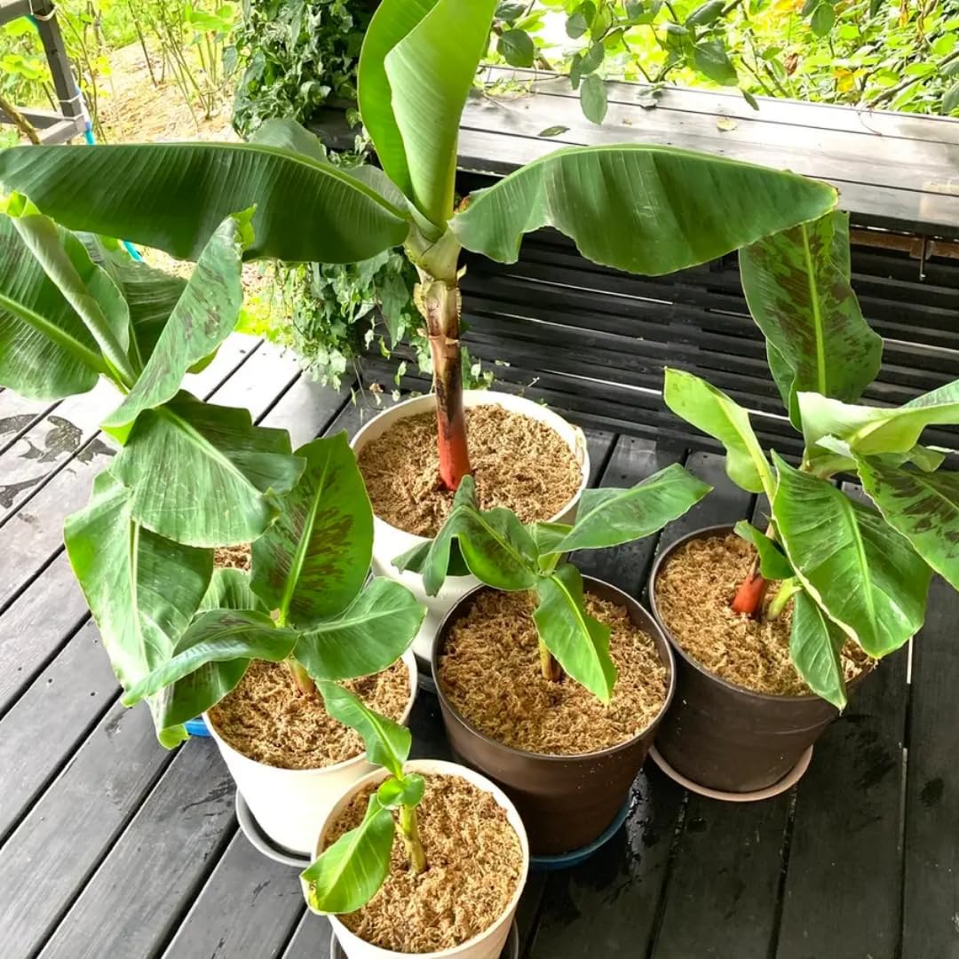 Banana Trees Live Plants from 4 to 6 Inc Long, Tiny Banana Plants Live for Planting Gardening Outdoor Indoor
