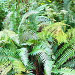 10 Fern Plant Bare Roots, Lady Fern Plants Live, 3 to 6 Inches Tall