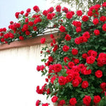 Deep Red Climbing Rose Live Plant, 6 Months Old Starter, Fragrant Purple Climbing Roses for Planting Outdoor, No Pot