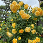 Combo 6 Yellow Rose Cuttings, 5–8 Inch Long Starter Cuttings for Planting, Rose Bush Flower Plant for Garden Outdoor Growing