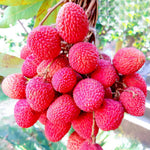 1 Lychee Plant Live Seedling, Lychee Tree Plant Seedling, Sweet Fruit Garden Outdoor, 5 to 7'' Tall