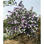 2 Brunfelsia Plants Live, Yesterday Today and Tomorrow Live Plants, 5 to 7 Inches Long, Outdoor Indoor Shrub Flowering Plant