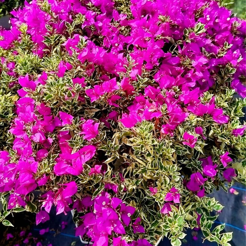 2 Raspberry Ice Bougainvillea Plants Live, Flowering Bougainvillea Vine for Outdoor Garden or Trellis, 5-9 Inch Tall, Very Hardy