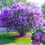 2 Miss Kim Lilac Trees Live Plants, 8 Months Old Well-Rooted Purple Syringa Bushes Seedling, 5 to 7 Inches Tall, Fragrant, Zones 3-7
