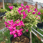 Sets 3 Climbing Bougainvillea Plants Live for Full Sun Trellis Tree, Shrub or Vine Bougainvillea Vibrant Bloom, Very Hardy, 5-9" Tall, Raspberry Ice Vivid Pink