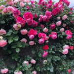 Deep Pink-Purple Climbing Rose Live Plant, 6 Months Old Starter, Fragrant Purple Climbing Roses for Planting Outdoor, No Pot