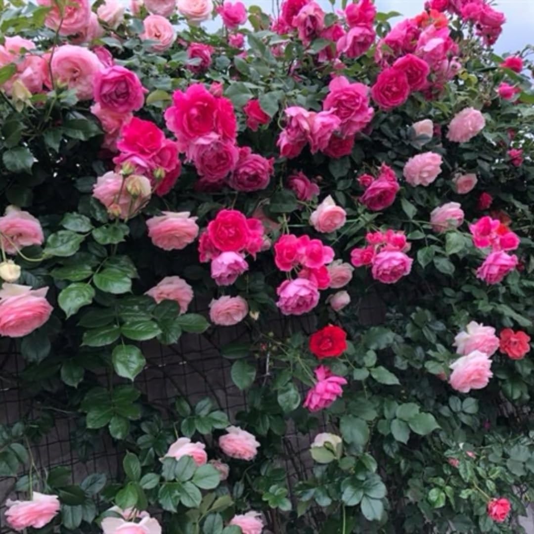 Deep Pink-Purple Climbing Rose Live Plant, 6 Months Old Starter, Fragrant Purple Climbing Roses for Planting Outdoor, No Pot