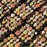 Pack 30 Lithops Succulents Plants Live, Multicolor Lithops Live Plants Indoor Outdoor, Lithops Houseplant for Decoration Home Garden