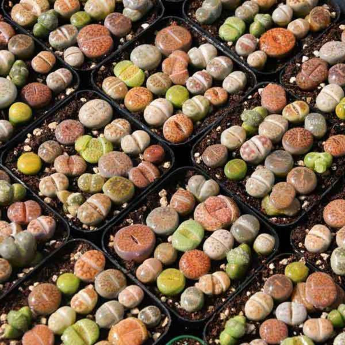 Pack 30 Lithops Succulents Plants Live, Multicolor Lithops Live Plants Indoor Outdoor, Lithops Houseplant for Decoration Home Garden