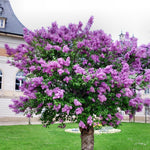 Set 2 Purple Lilac Syringa Plants, Lilac Bushes Live Plant for Planting, 5-10 Inches, Fragrant Lilacs Tree for Garden and Landscape