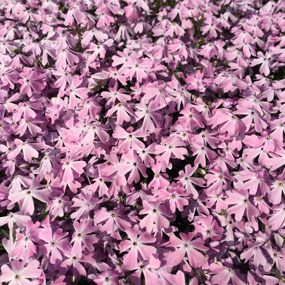Set 2 Creeping Phlox Live Plants, Perennial Phlox Flower Ground Cover Plant, Hardy Creeping Phlox 5-8 Inches (Light Pink)