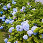 Blue Hydrangea Bushes Live Plant in 2.5'' Pot, Well Rooted Vibrant Hydrangea Tree Shrub 4-7 Inches for Planting