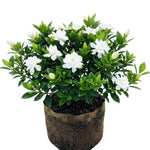 2 Gardenia Plants Live, Jasmine Plants Live Indoor, 3 to 5 Inc Tall, Frost Proof Gardenia Live Plant, Flowering Jasmine Plant