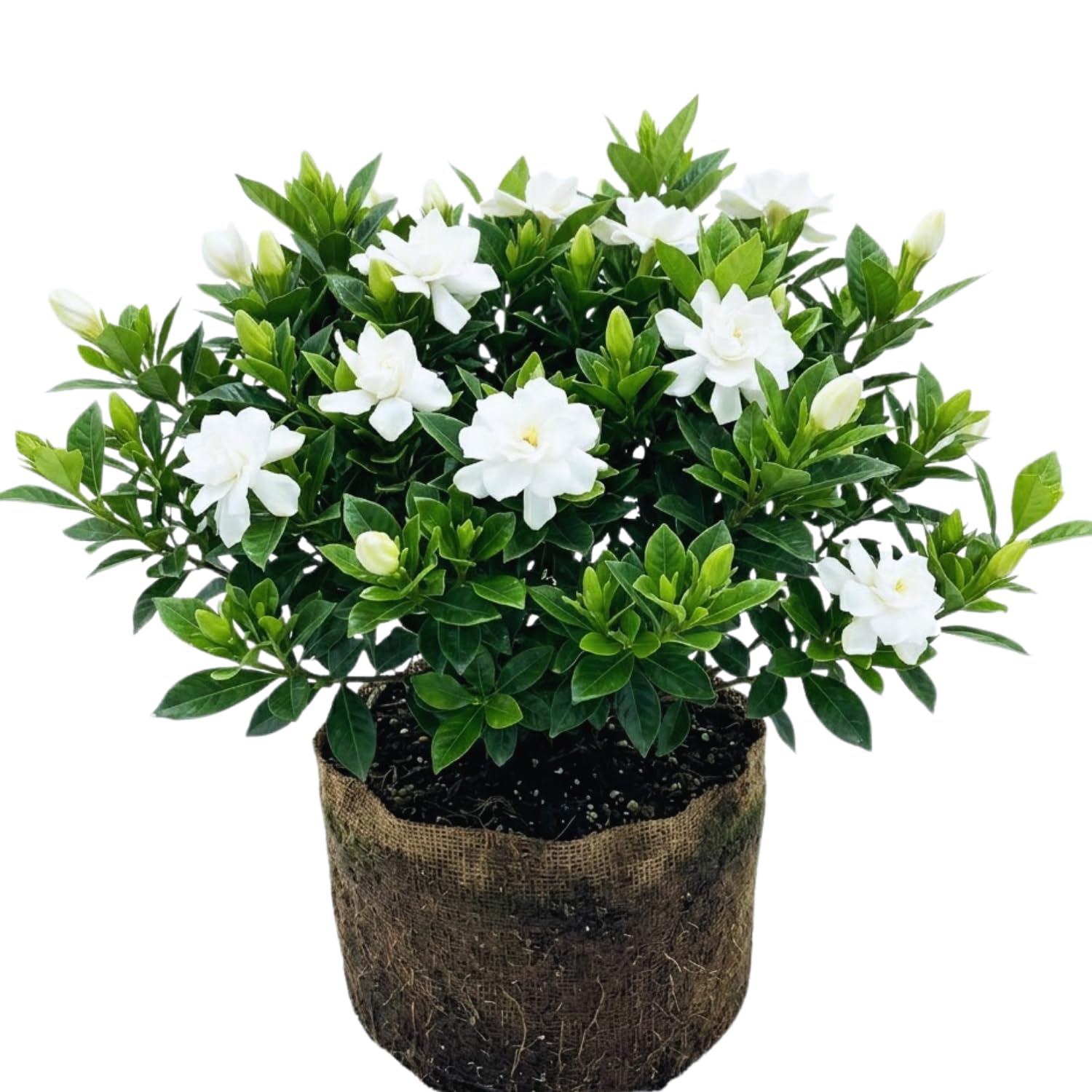 2 Gardenia Plants Live, Jasmine Plants Live Indoor, 3 to 5 Inc Tall, Frost Proof Gardenia Live Plant, Flowering Jasmine Plant