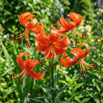 Set 3 Orange Lily Bulbs for Planting, Bright Sunny Blooms, Summer Flowering Perennial Garden Flowers, Lily Bulbs for Containers and Outdoor Garden