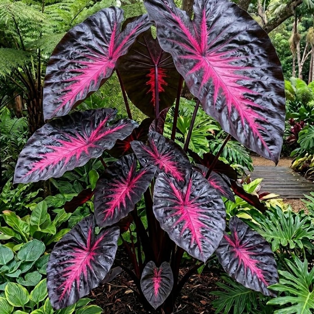 Rare Red Black Colocasia Live Plant, 5 to 8" in Tall, Taro Elephant Ear Alocasia Esculenta Live Plant for Planting, Live Colocasia Houseplant