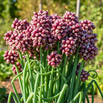 3 Onion Egyptian Walking Plants Live, Top Size and High Yield for Planting Outdoors, Rare Fresh Heirloom Allium for Gardening, Winter Onions Vegetable
