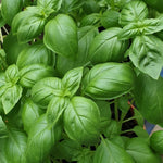 Basil Live Plant in 4″ Pot, Fresh Culinary Herb for Garden and Patio, Indoor Outdoor Growing (Sweet Basil)